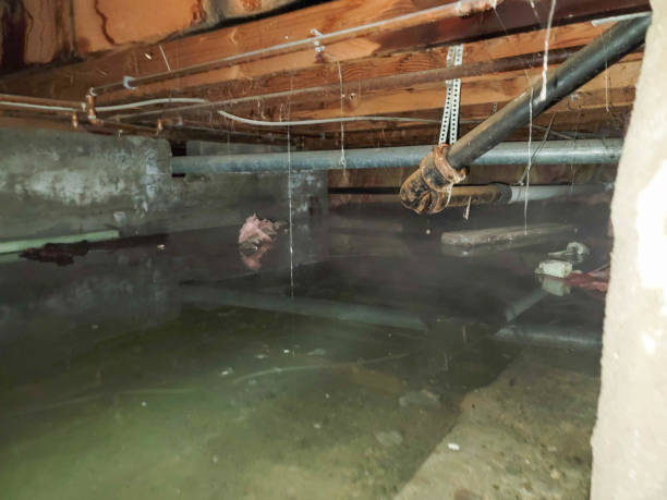 Best Water damage restoration near me  in Caryville, TN